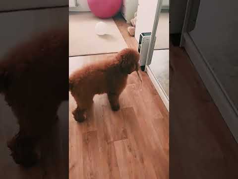 Labradoodle Welpe kaufen