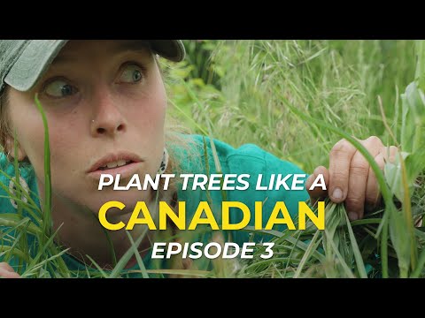 Episode 3 - How to Plant Trees like a Canadian | One Tree Planted