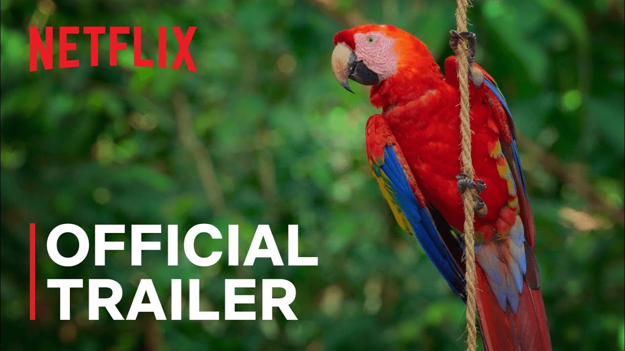 دیوید آتتنبورو یک نقطه عطف از روز تولد خود را جشن می گیرد - اکنون 3 از بهترین مستند Netflix زندگی رنگارنگ با دیوید آتنبورو | تریلر رسمی | Netflix - YouTube