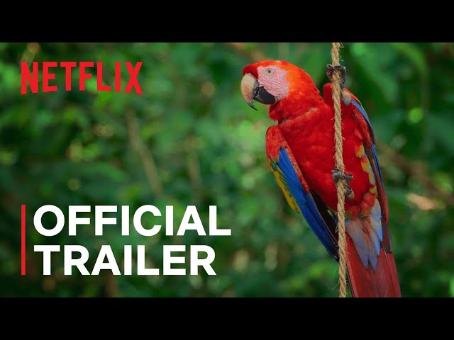 Watch: Netflix's Life in Color Trailer Imagines How Various Animals See the  World - PRIMETIMER