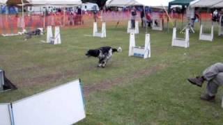 preview picture of video 'Monsters Flyball Team - Olivers Mount Scarborough July 2009'