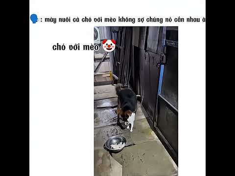 #memes #xh #funny #foryou #shiny0310