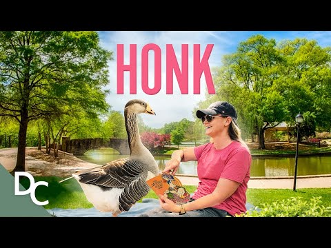 A Heartwarming Tale Of Friendship & Inspiration Between An Unlikely Duo | Honk | Documentary Central