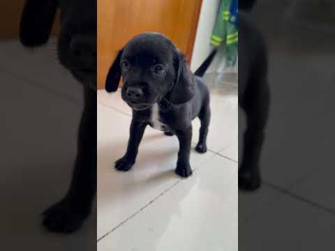 Vídeo de Ainda sem nome 