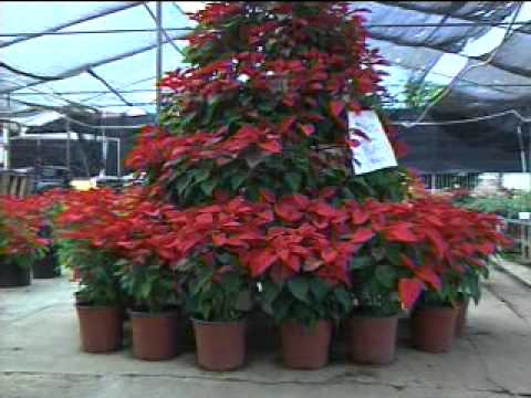 C IN CHRISTMAS: The Poinsettia