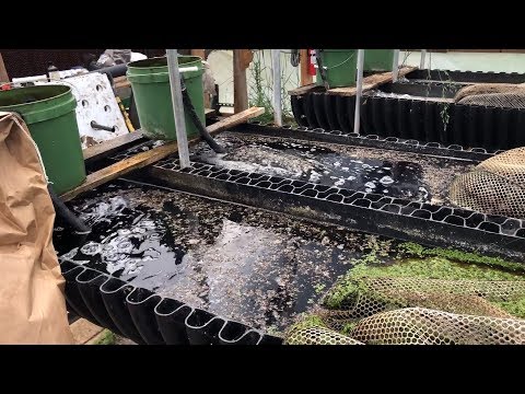 What Cuba can teach America about organic farming