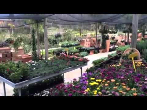 yes, weekend! QUI_Tv - VIVAIO DUEGGI