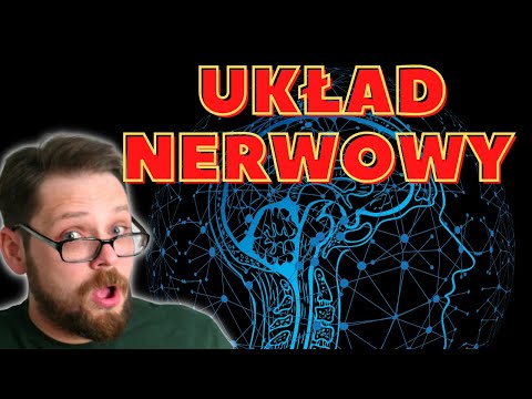 The structure and role of the nervous system, part 1. Division of the system (central, peripheral...