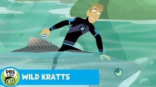 WILD KRATTS | Salmon Power! | PBS KIDS