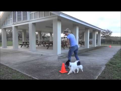 heeling metronome halts