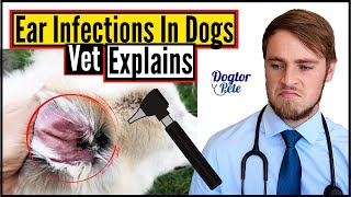 Why Is My Dog Shaking His Head SO MUCH? | Ear Infections In Dogs | Vet Explains | Dogtor Pete