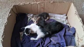 可愛いすぎる子猫 Part 4 || 芸能界ニュース