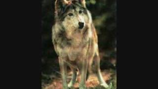 Un lobo por tu amor- Mana