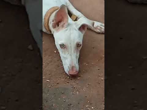 #pets #shortvideo #animals #dog