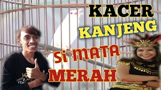 Download lagu KACER ALBINO || BIKIN MATA TERBELALAK MELIHATNYA mp3