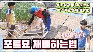 소식재배 쌀 포트묘재배하는법/유기농 쌀재배기술/관행과의 차이점/재배유의사항 /오곡실농장에서 최연소이장을 만나…