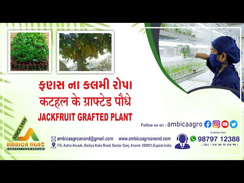 Vietnam Early Jack Fruit Grafted Plant