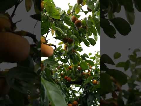 冬に向けて果樹を準備するにはどうすればよいですか？彼らをどうやって守るのか？  庭園