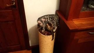 Funny Bengal Kittens Talking! Super funny too