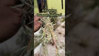 Download lagu Bungai serai, baru pertama kali liat #serai #herbal #tanamanserai #bungaiserai #bumbudapur mp3