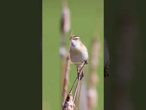 Wynyard Watershed Group - Small Birds - Misc…