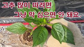 고추 많이 따려면 그냥 막 심으면 안 되요. (고추 모종 고르는 법에 대한 의견, 심기 알맞은 모종 연령, …