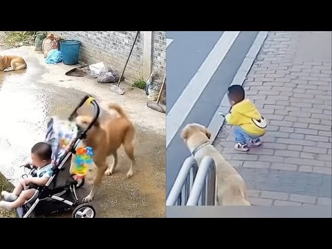Dogs saving kids❤️😍
