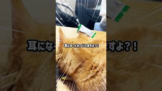 it's a cat.猫まみれ。気づかない猫。#ねこのいる生活 #猫のいる暮らし #shorts #funny #comedy #茶トラ#かわいい
