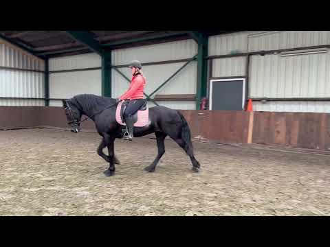 Stal Okkema's Gerda - Yk Tiemen x Jelke - Mare - 2010 - 1.63m