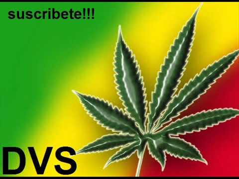 preso esta   por cultivar marihuana