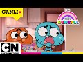 CANLI GUMBALL 6 Sezon Tüm Bölümler Cartoonnetworkturkiye