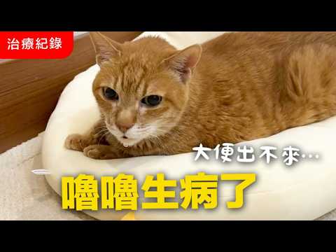 【黃阿瑪的後宮生活】嚕嚕生病了！大便出不來… 就醫治療紀錄