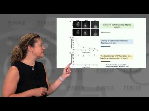 nanoHUB-U Biodesign L2.2: Cellular Architecture - Design Principles of Organelle Size II