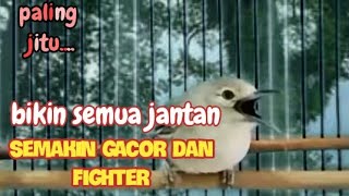 Download lagu pancingan JITU..!memancing emosi dan birahi sirtu jantan agar cepat gacor dan semakin fighter mp3 Download lagu pancingan JITU..!memancing emosi dan birahi sirtu jantan agar cepat gacor dan semakin fighter mp3