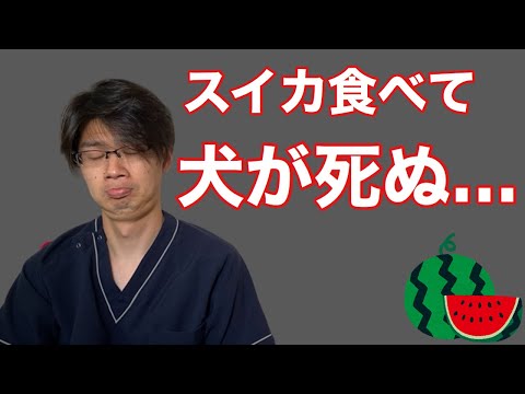犬はスイカを食べても大丈夫ですか?