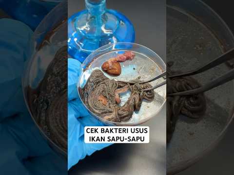 Ini hasil bakteri usus ikan sapu-sapu🦠🎣 #LabDrea #cekbakteri #ikan #sapusapu #eksperimen #bakteri