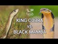 King Cobra Vs Black Mamba Battle Of The Deadly Snakes