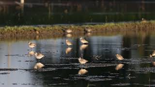 阿農伯田區的灰斑鴴