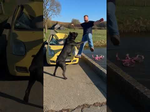 humans are mean😒 #youtubeshorts #funny #ai #pets #viral #shorts #trending