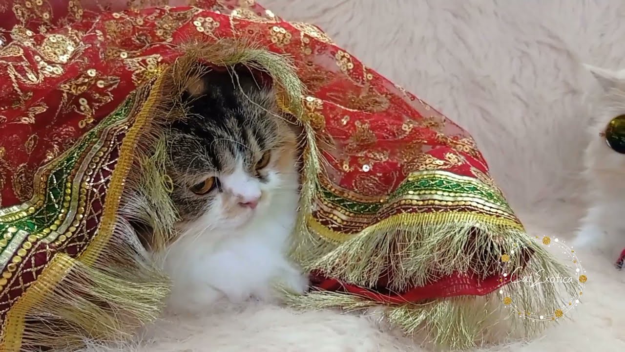 Married Life explained by my Kitties,