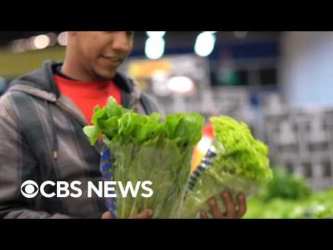 FDA says lettuce still likely source of cyclospora outbreak despite false positive test