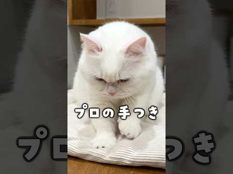 youtube-動物記事1970/01/01 09:00:00