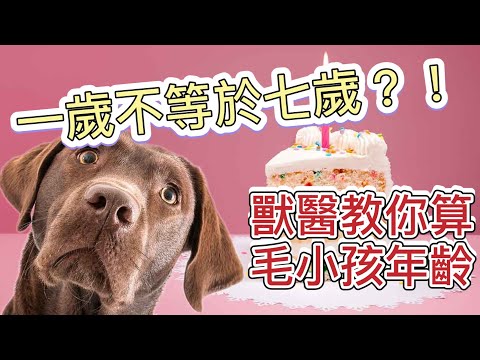 狗狗頭五怎麼算
