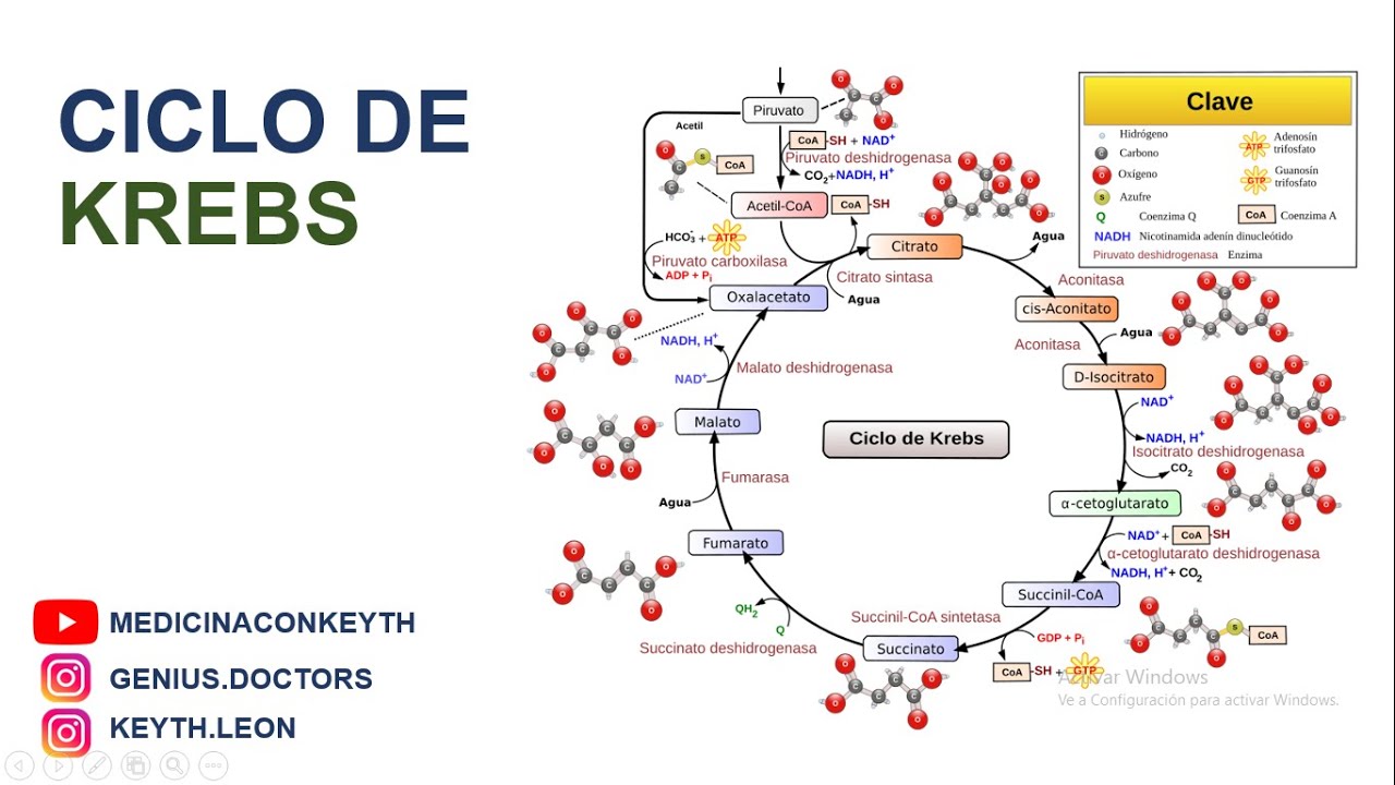 Ciclo de Krebs Explicación Sencilla