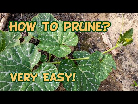 Paano magpruning ng kalabasa | Pruning Benefits | Fertilizer Application Guide