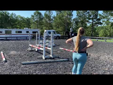 For Sale: Galander T - 9 yr Gelding 16.3hh, Ideal Jumper, Equitation or Eventer