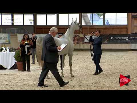 N.72 L'EMPERADOR EA - Deauville 2017 - Colts 3 years old (Class 8)