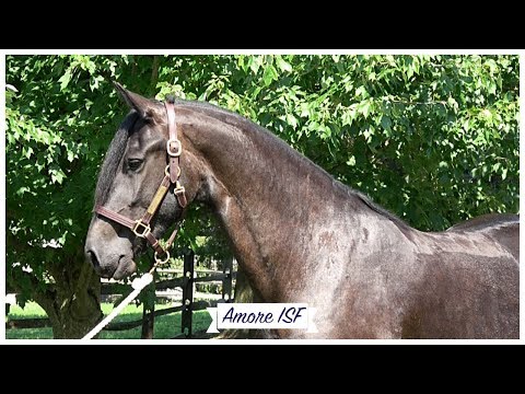 A Day in the Life of Amore ISF at Iron Spring Farm