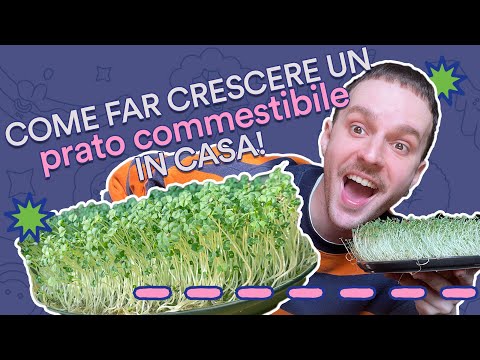 🤯  COME FAR CRESCERE UN PRATO COMMESTIBILE IN CASA 🌱 COI SEMI DI CHIA! METODO ZERO SBATTI!