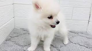 ポメラニアンの動画01